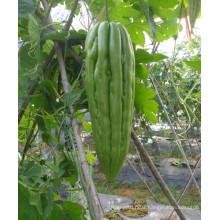 HBG02 Biaoshi 26 to 30cm in length ,Light green OP bitter gourd seeds